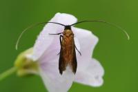 Cauchas rufimitrella