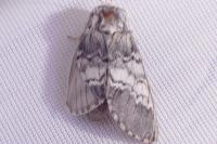 Drymonia ruficornis