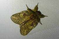 Peridea anceps