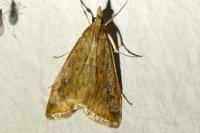 Udea ferrugalis