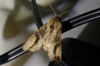 Egira conspicillaris