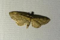 Eupithecia vulgata