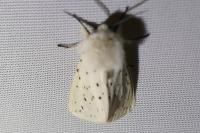 Spilosoma lubricipeda