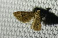 Gymnoscelis rufifasciata