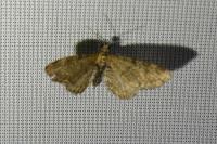 Eupithecia vulgata