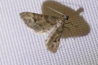 Gymnoscelis rufifasciata
