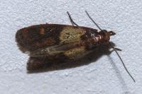 Plodia interpunctella