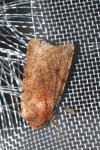 Cerastis rubricosa