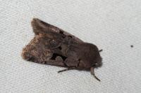 Orthosia gothica