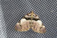 Anticlea derivata