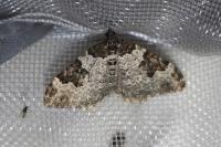 Xanthorhoe fluctuata