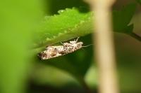 Epinotia immundana