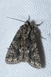 Acronicta rumicis