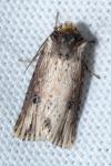 Axylia putris