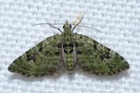 Chloroclystis v-ata