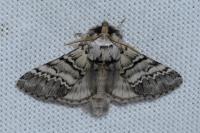 Drymonia ruficornis