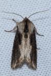 Egira conspicillaris