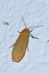 Wittia sororcula