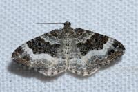 Epirrhoe alternata