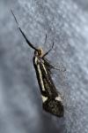 Esperia sulphurella