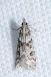 Eudonia angustea