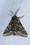 Lycia hirtaria