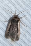 Ochropleura leucogaster