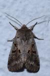 Orthosia gothica