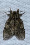 Peridea anceps