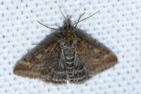 Pyrausta despicata