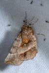 Selenia dentaria