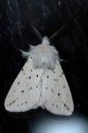 Spilosoma lubricipeda