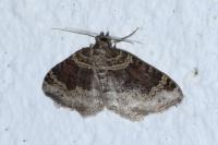 Xanthorhoe spadicearia