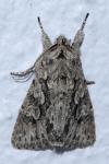 Xylocampa areola