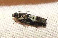 Pammene argyrana