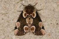 Thyatira batis