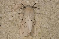 Spilosoma lubricipeda
