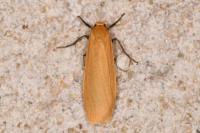 Wittia sororcula