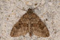 Thera obeliscata