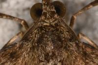 Thera obeliscata