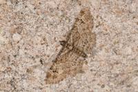 Gymnoscelis rufifasciata