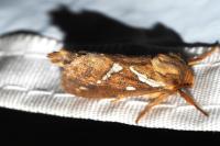 Korscheltellus lupulinus