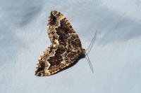 Lampropteryx suffumata