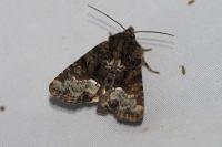 Oligia latruncula/strigilis/versicolor