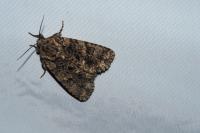 Acronicta rumicis