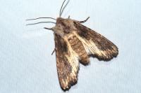 Egira conspicillaris