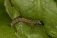 Hedya nubiferana