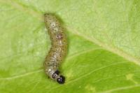 Hedya nubiferana