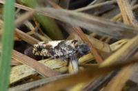 Epinotia immundana