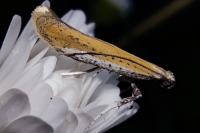 Aspilapteryx tringipennella